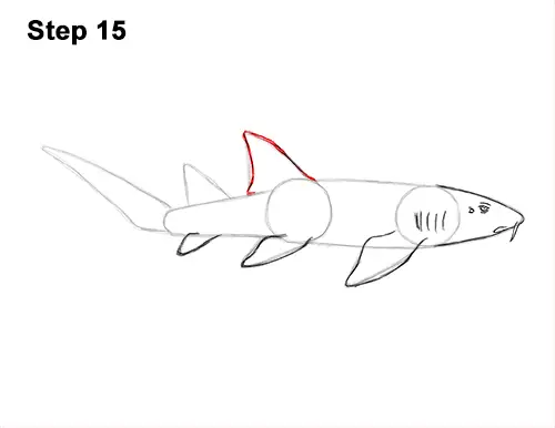 How to Draw a Nurse Shark 15