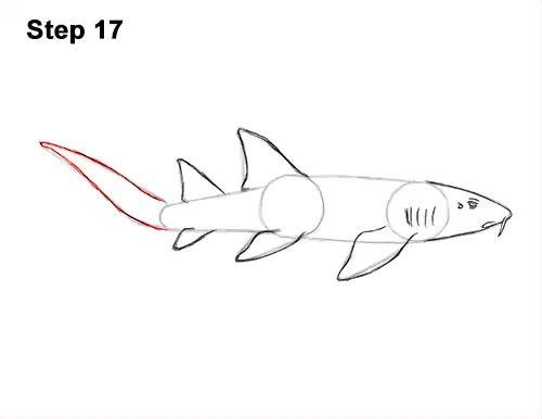 How to Draw a Nurse Shark 17