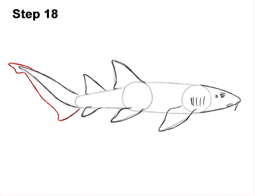 How to Draw a Nurse Shark 18
