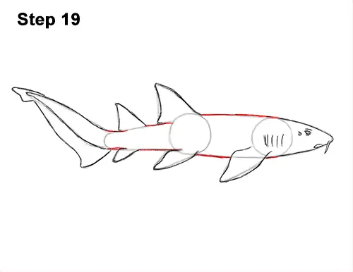 How to Draw a Nurse Shark 19