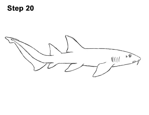 How to Draw a Nurse Shark 20