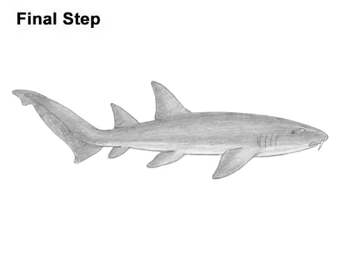 How to Draw a Nurse Shark