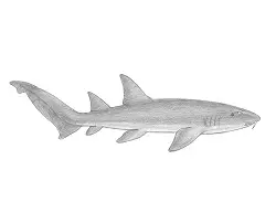 How to Draw a Nurse Shark