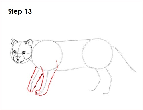 Ocelot Cat 13 Draw Ocelot 13