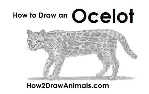 Draw an Ocelot How to Draw an Ocelot