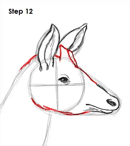 Draw Okapi 12