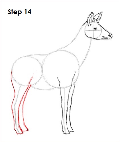 Draw Okapi 14