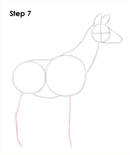 Draw Okapi 7