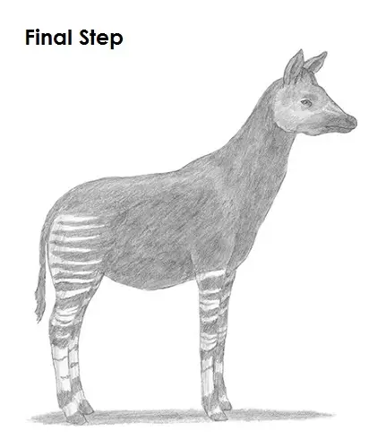 Draw an Okapi