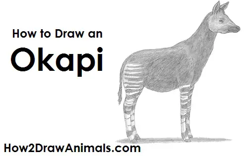 Draw an Okapi Draw Okapi