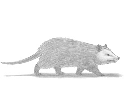 How to Draw an Opossum