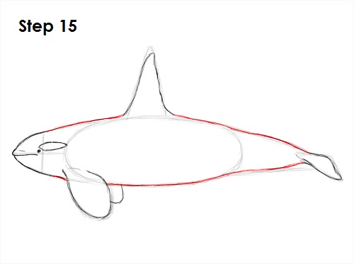 20+ Fantastic Ideas Orca Drawing Step By Step | Barnes Family