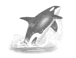 How to Draw a Killer Whale Breaching