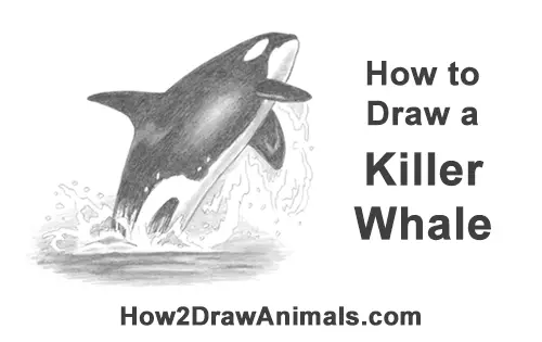 How to Draw a Killer Whale Orca Breaching Jumping