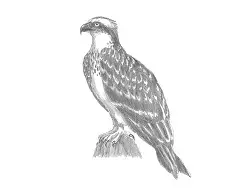 How to Draw an Osprey Seahawk Raptor Bird