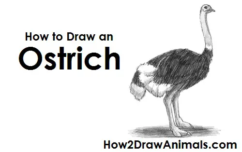 How to Draw a Common Ostrich Bird Side View