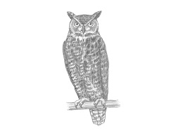 How to Draw a Great Horned Owl Raptor Bird