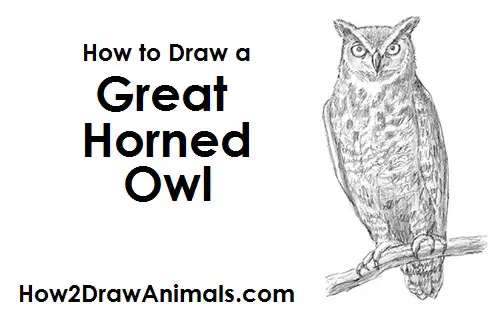 How to Draw a Great Horned Owl Bird Raptor