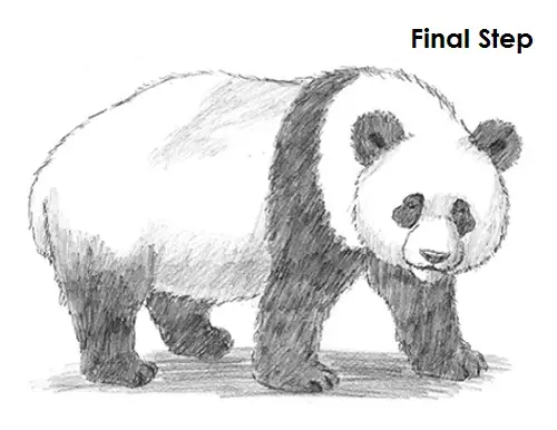 Panda Drawing Last Draw Panda Final