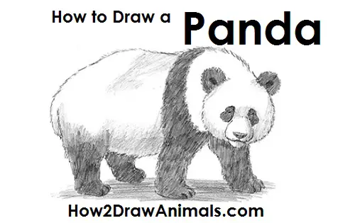 Draw a Panda Draw Panda