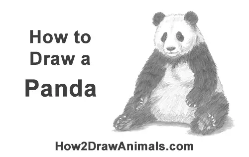 How to Draw Cute Giant Panda Bear Sitting
