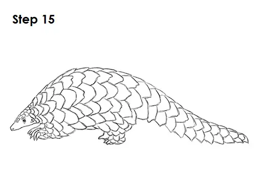How to Draw a Pangolin