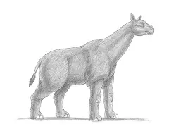 How to Draw a Paraceratherium Indricotherium