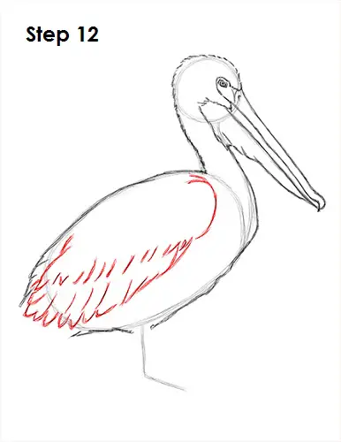 Pelican Drawing 12 Draw Pelican 12