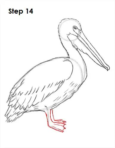 Pelican Drawing 14 Draw Pelican 14