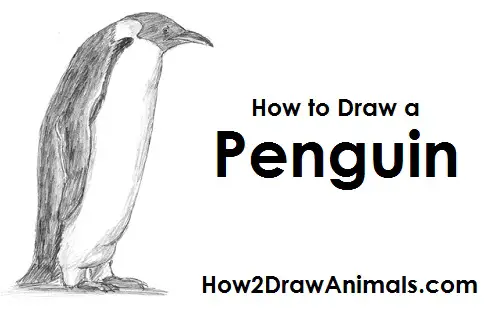 How to Draw an Emperor Penguin Adult Side View