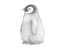 How to Draw a Cute Baby Emperor Penguin Chick