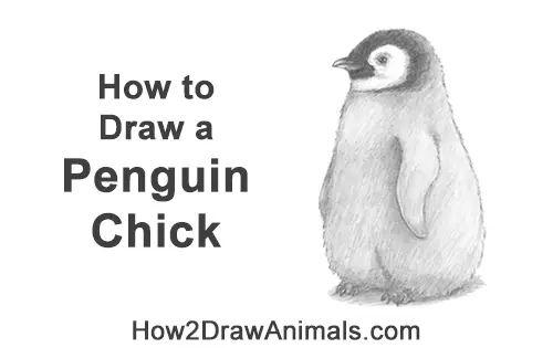 How to Draw a Cute Emperor Penguin Baby Chick