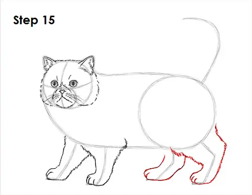Persian Cat Drawing 15 Draw Persian Cat 15