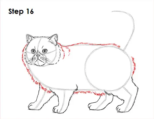 Persian Cat Drawing 16 Draw Persian Cat 16