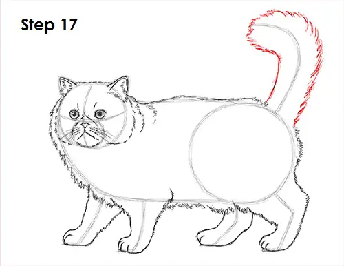Persian Cat Drawing 17 Draw Persian Cat 17