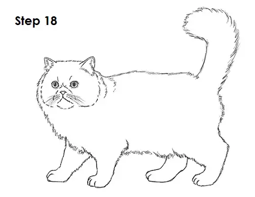 Persian Cat Drawing 18 Draw Persian Cat 18