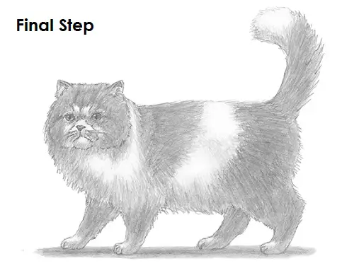 Persian Cat Drawing Final Draw Persian Cat Final