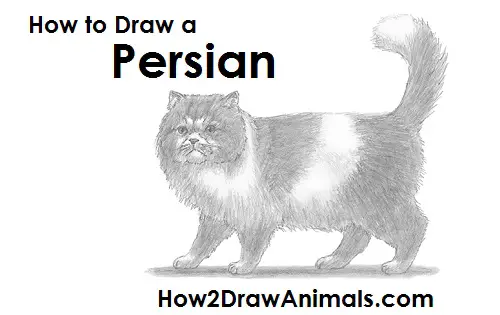 Persian Cat Drawing Draw Persian Cat