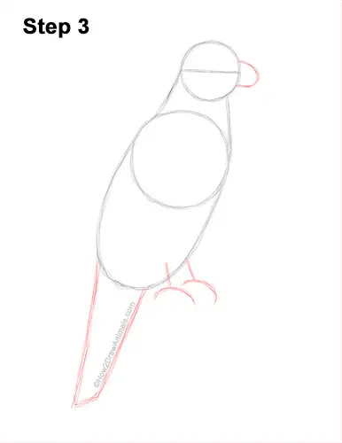 How to Draw a Philippine Eagle Bird Side View 3