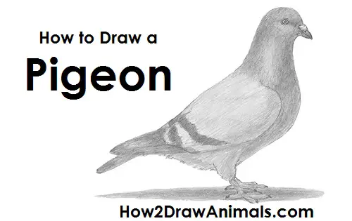 Pigeon Bird Drawing Draw Pigeon Bird