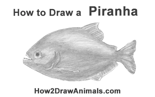 How to Draw a Piranha Fish