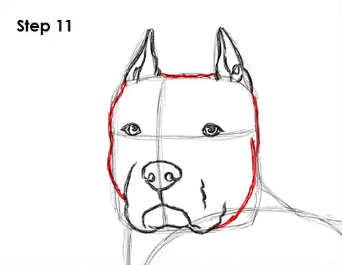Pit Bull Drawing 11 Draw Pit Bull 11