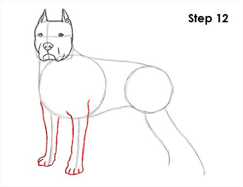 Pit Bull Drawing 12 Draw Pit Bull 12
