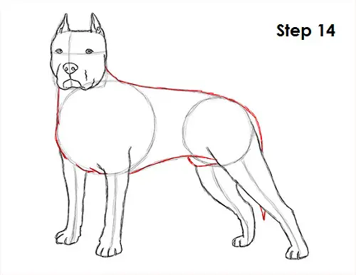 Pit Bull Drawing 14 Draw Pit Bull 14