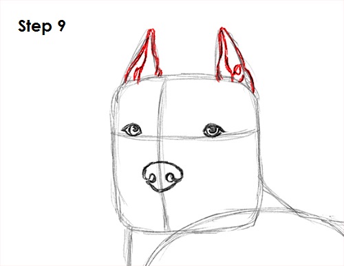 Draw Pit Bull 9