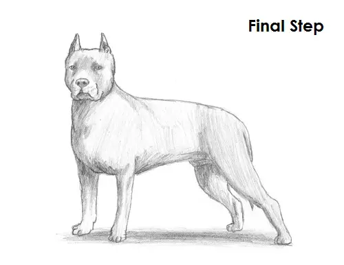 Pit Bull Drawing Final Draw Pit Bull Final