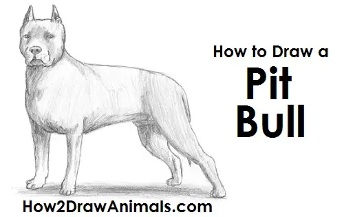 Draw Pit Bull