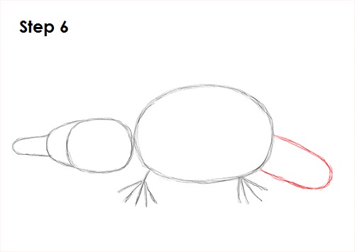 Platypus Drawing 6 Draw Platypus 6