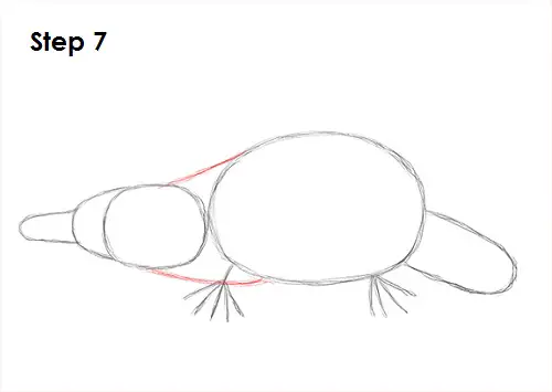 Platypus Drawing 7 Draw Platypus 7