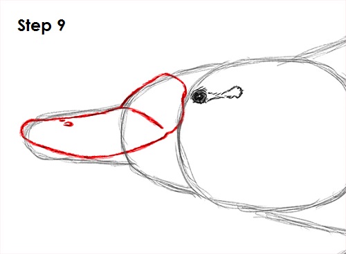 Platypus Drawing 9 Draw Platypus 9